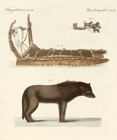 Pies Baffin-Bay (kolorowy grawerunek) autorstwa German School