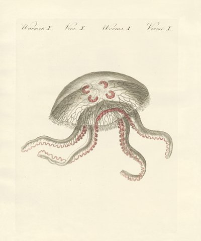 Meduza uszata (kolorowy grawerunek) autorstwa German School