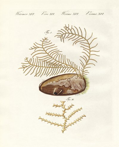 Hydroid sertulariański (kolorowy grawerunek) autorstwa German School