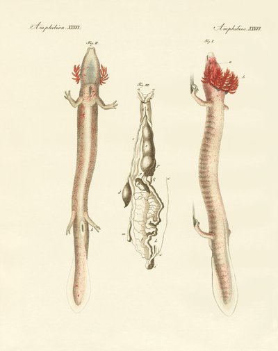 Falisty Proteus (kolorowy grawerunek) autorstwa German School