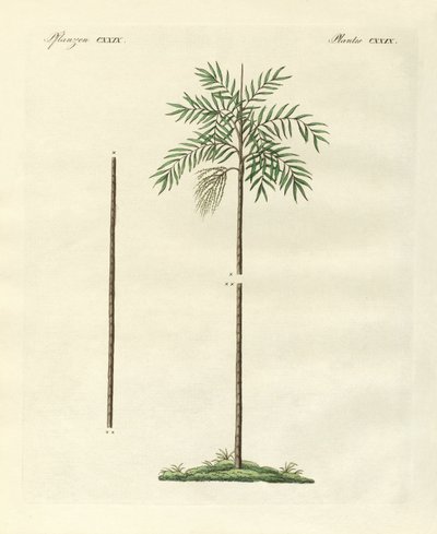 Smukła dłoń Nowej Irlandii (kolorowy grawerunek) autorstwa German School