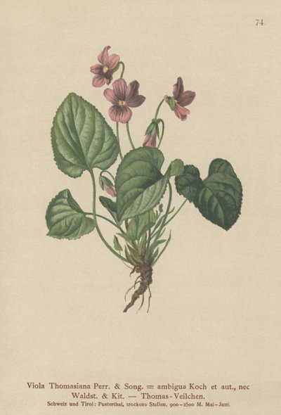 Thomas Pansy (Viola Thomasiana, Viola ambigua) autorstwa German School