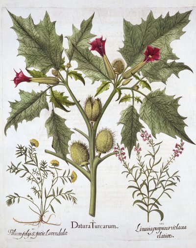Thorn Apple, Germander i Purple Toadflax, z Hortus Eystettensis, Basil Besler (1561-1629), wyd. 1613 (grawerowanie ręcznie kolorowane) autorstwa German School