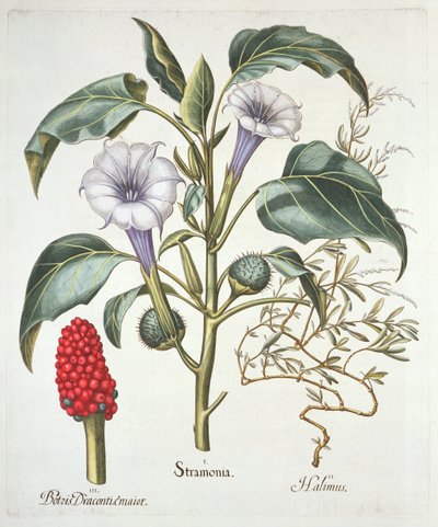 Thorn Apple, z Hortus Eystettensis Basila Beslera (1561-1629), wyd. 1613 (ręcznie kolorowane grawerowanie) autorstwa German School