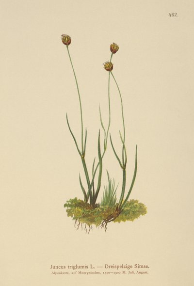 Rush trójkadłubowy (Juncus triglumis) autorstwa German School