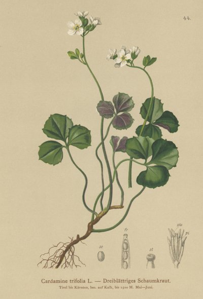 Rzeżucha trójlistna (Cardamine trifolia) autorstwa German School