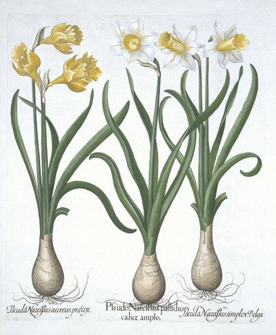 Three Pseudo-narcissi, z Hortus Eystettensis, Basil Besler (1561-1629) wyd. 1613 (ręcznie kolorowane grawerowanie) autorstwa German School
