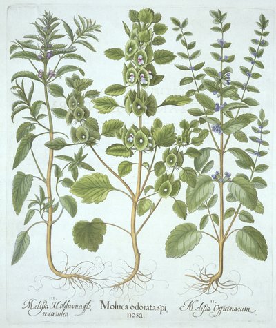 Trzy rodzaje balsamu, z Hortus Eystettensis, Basil Besler (1561-1629), wyd. 1613 (grawerowanie ręcznie kolorowane) autorstwa German School