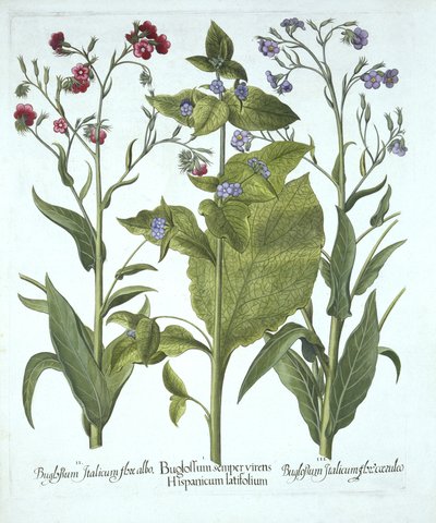 Trzy odmiany Bugloss, z Hortus Eystettensis, Basil Besler (1561-1629), wyd. 1613 (grawerowanie ręcznie kolorowane) autorstwa German School