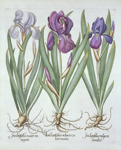 Trzy odmiany kłączowych irysów brodatych, z Hortus Eystettensis, Basil Besler (1561-1629) wyd. 1613 autorstwa German School