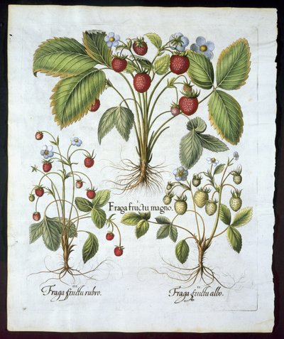 Trzy odmiany truskawek, talerz 116, od Hortus Eystettensis by Basil Besler (1561-1629) pub w 1613 r. (ręcznie barwiony grawerunek) autorstwa German School