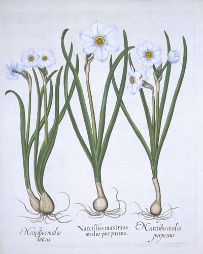 Trzech białych Narcyzów, z Hortus Eystettensis, autorstwa Basila Beslera (1561-1629) wyd. 1613 (ręcznie kolorowane grawerowanie) autorstwa German School