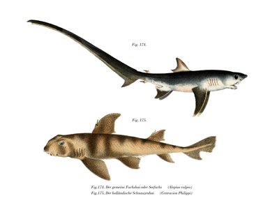 Thresher Shark (kolor lito) autorstwa German School