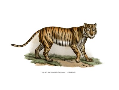Tygrys, 1860 r autorstwa German School