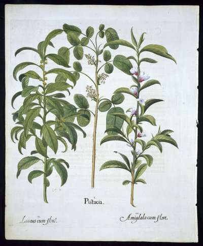 Tytuł: Orzech pistacjowy, drzewo laurowe (Laurus Nobilis) i migdał, płyta 6 z Hortus Eystettensis autorstwa Basila Beslera (1561 - 1629) pub 1613 (rycina ręcznie kolorowana) autorstwa German School