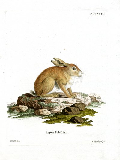 Tolai Hare (kolorowy grawerunek) autorstwa German School