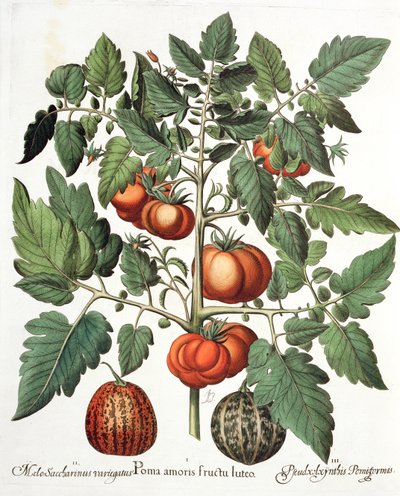 Pomidory i Melony: 1. Jabłka miłości żółte owoce; 2. Melo Saccharinus variegatus; 3.Pseudocolocynthis Pomiformis, z Hortus Eystettensis Basila Beslera (1561-1629), wyd. 1613 autorstwa German School