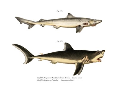 Tope Shark (kolor lito) autorstwa German School