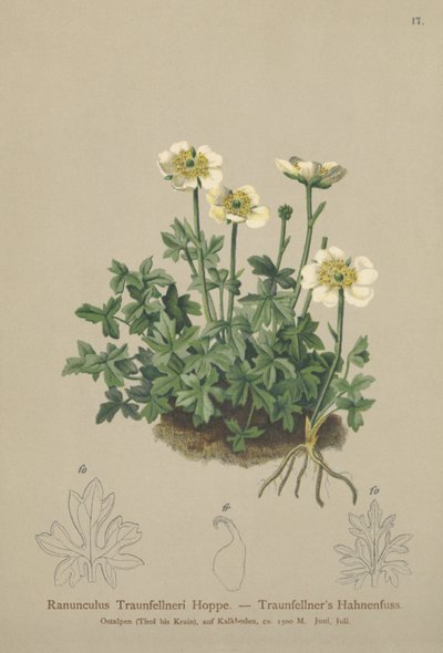 Bażyna Traunfellnera (Ranunculus Traunfellneri) autorstwa German School