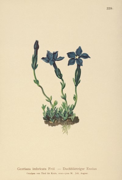 Goryczka Triglav (Gentiana terglouensis, Gentiana imbricata) autorstwa German School