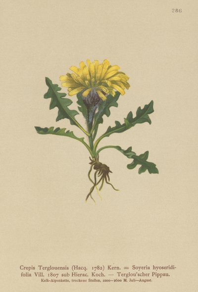 Triglav Hawksbeard (Crepis Terglouensis, Soyeria hyoseridifolia sub Hierac.) autorstwa German School