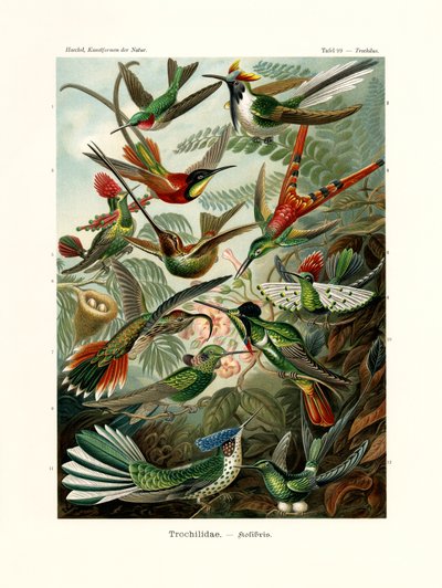 Trochilidae, 1899-1904 autorstwa German School
