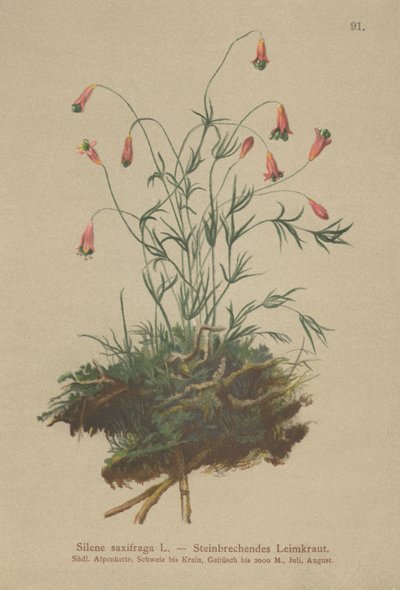 Catchfly (Silene saxifraga) autorstwa German School