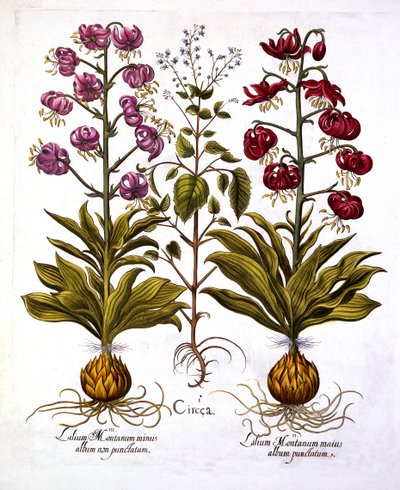 Turks Cap Lily and Enchanters Nightshade, z Hortus Eystettensis, Basil Besler (1561-1629), wyd. 1613 (grawerowanie ręcznie kolorowane) autorstwa German School