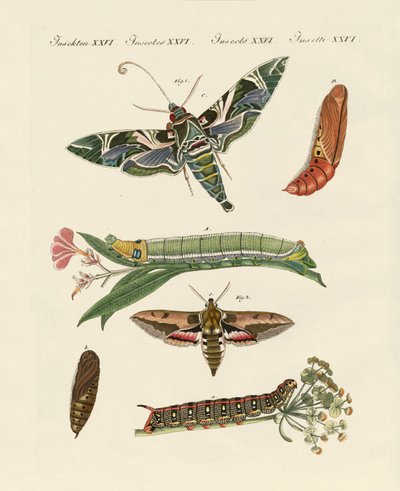 Zmierzch motyl autorstwa German School