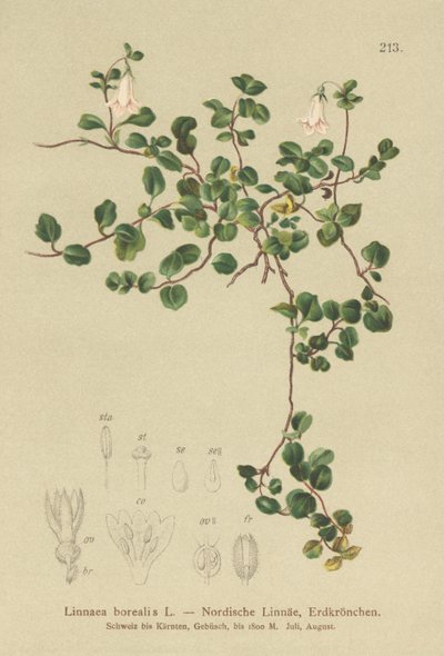 Bliźniak (Linnaea borealis) autorstwa German School