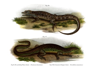 Neusticurus dwulicowy (kolor lito) autorstwa German School