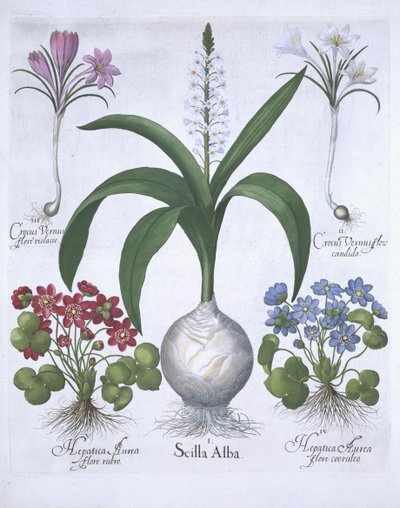 Dwa Krokusy, dwa Hepatica i Scilla, z Hortus Eystettensis, autorstwa Basila Beslera (1561-1629) wyd. 1613 (ręcznie kolorowane grawerowanie) autorstwa German School