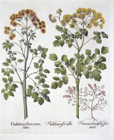 Two Kinds of Meadow Rue and Fumewort , z Hortus Eystettensis, Basil Besler (1561-1629), wyd. 1613 (grawerowanie ręcznie kolorowane) autorstwa German School