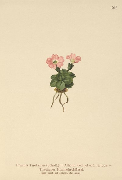 Pierwiosnek tyrolski (Primula tyrolensis, Primula Tirolensis, Primula Allionii) autorstwa German School