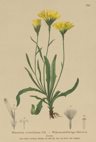 Mleczak parasolowy (Hieracium staticefolium, Hieracium staticifolium, Tolpis staticifolia, Chlorocrepis staticifolium, Chlorocrepis staticifolia) autorstwa German School