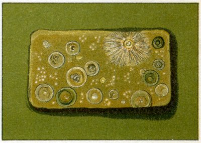 Niezdrowy poziom bakterii w wodzie pitnej, ok. 1890 r. (chromolitografia kolorowa) autorstwa German School