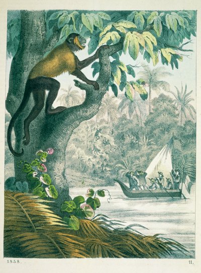 Górne partie Amazonki, z Księgi świata, wydanej w 1858 r. autorstwa German School