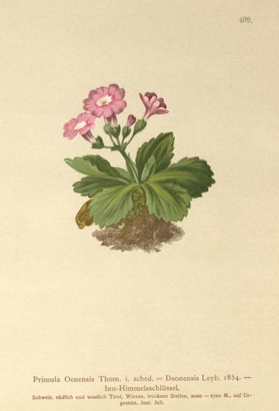 Wiesiołek Val-Daone (Primula Oenensis, Primula Daonensis) autorstwa German School