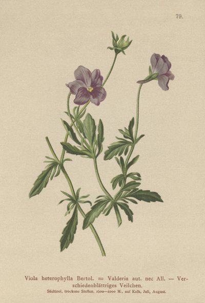 Valderia Violet (Viola heterophylla, Viola Valderia) autorstwa German School