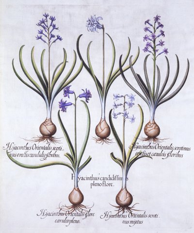 Odmiany hiacynta z cebulką, z Hortus Eystettensis, Basil Besler (1561-1629), wyd. 1613 (grawerowanie ręcznie kolorowane) autorstwa German School
