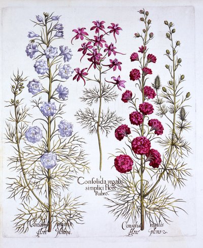 Odmiany Larkspur, z Hortus Eystettensis, Basil Besler (1561-1629), wyd. 1613 (grawerowanie ręcznie kolorowane) autorstwa German School