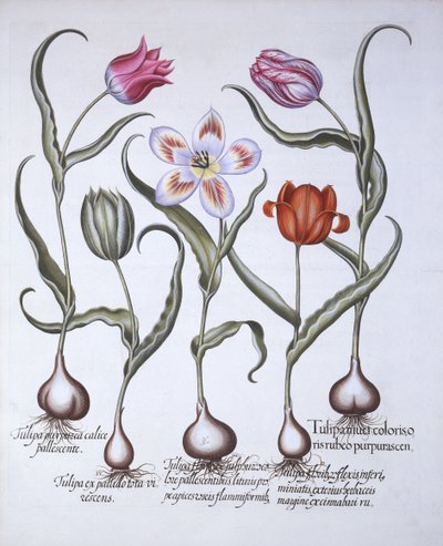 Odmiany tulipana, z Hortus Eystettensis, Basil Besler (1561-1629), wyd. 1613 (grawerowanie ręcznie kolorowane) autorstwa German School