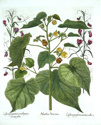 Aksamitny i słodki groszek, z Hortus Eystettensis, Basil Besler (1561-1629), wyd. 1613 (grawerowanie ręcznie kolorowane) autorstwa German School