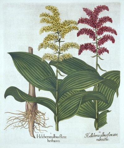 Veratrum, z „Hortus Eystettensis”, Basil Besler autorstwa German School
