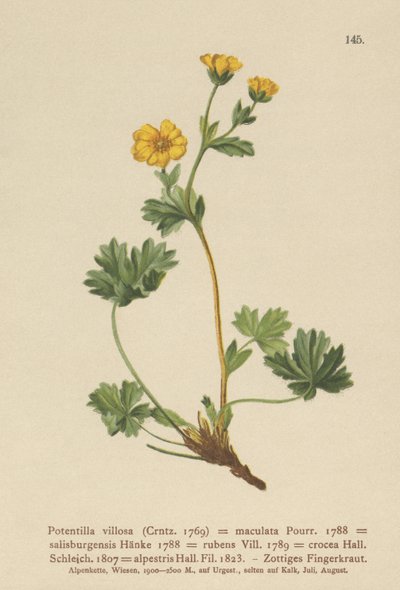 Pięciornik kosmki (Potentilla villosa, Potentilla maculata, Potentilla rubens, Potentilla crocea, Potentilla alpestris, Potentilla salisburgensis) autorstwa German School