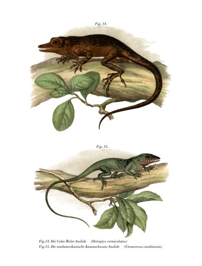 Vinales Anole (kolor lito) autorstwa German School