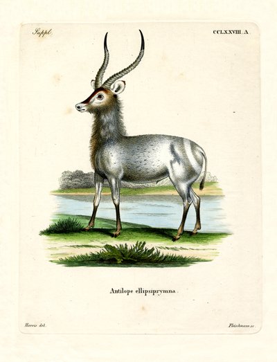 Waterbuck (kolorowy grawerunek) autorstwa German School