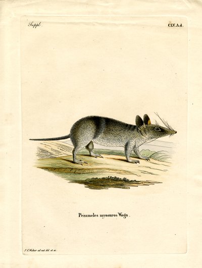 Western Barred Bandicoot (kolorowy grawerunek) autorstwa German School