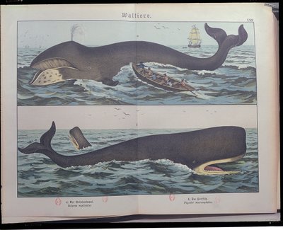 Wielorybnictwo i kaszalot, z Historii naturalnej ssaków (1861) Gotthelf Heinrich von Schubert (1780-1860), wydana w Stuttgarcie, 1886 (kolorowa rycina) autorstwa German School