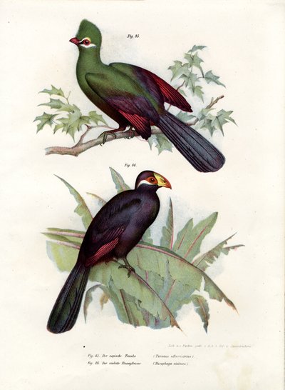 Turaco białoczuby, 1864 autorstwa German School